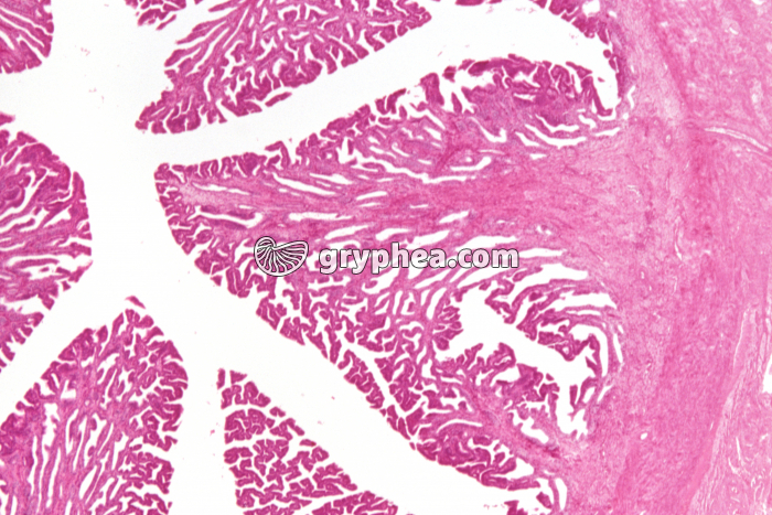 Utérus de Souris en phase lutéinique CT x5 - gryphea.com